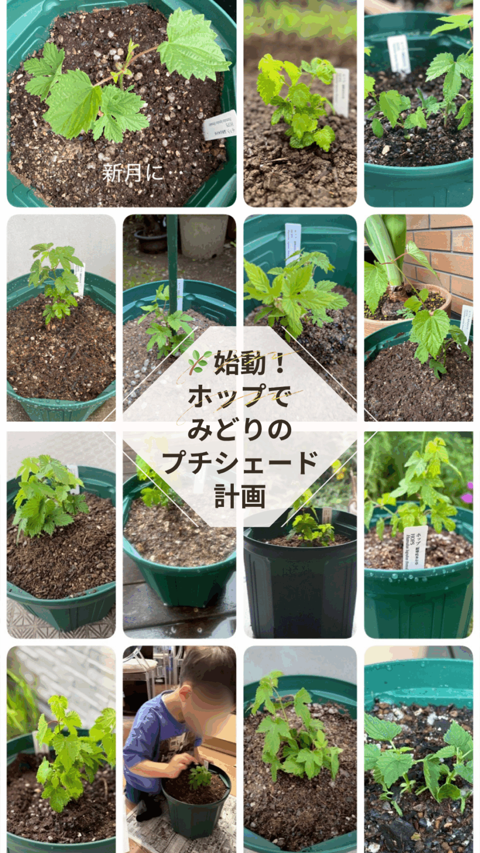 ホッププロジェクト